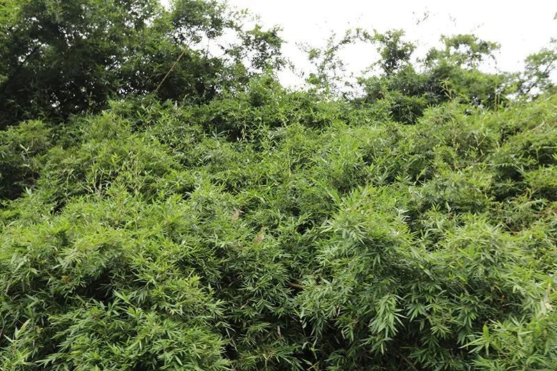 绿水青山，联翩而至，allbet2018云浮之旅